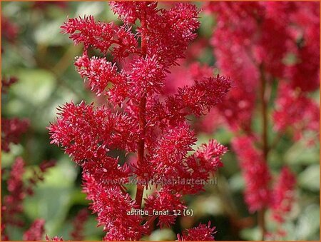 Astilbe 'Fanal'