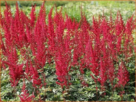 Astilbe 'Fanal'