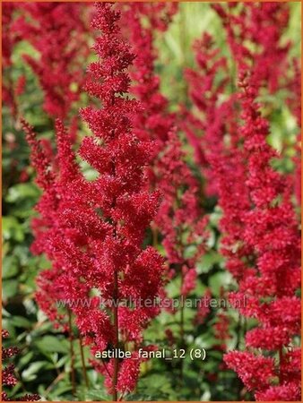 Astilbe &#39;Fanal&#39;