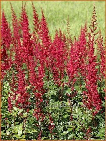 Astilbe 'Fanal'