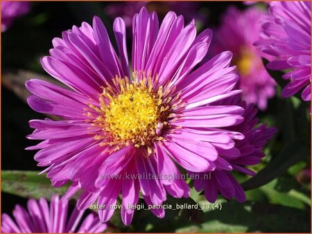 Aster novi-belgii &#39;Patricia Ballard&#39;