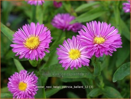 Aster novi-belgii &#39;Patricia Ballard&#39;