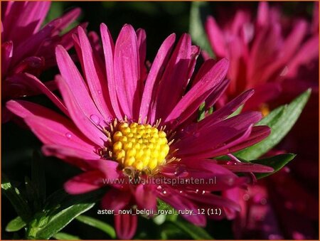 Aster novi-belgii &#39;Royal Ruby&#39;