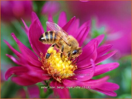 Aster novi-belgii &#39;Royal Ruby&#39;