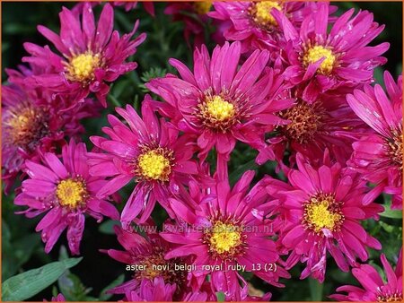 Aster novi-belgii &#39;Royal Ruby&#39;