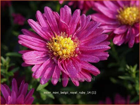 Aster novi-belgii &#39;Royal Ruby&#39;