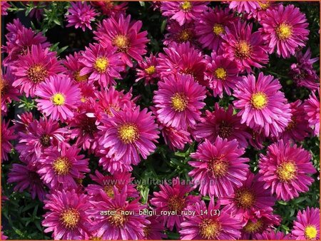 Aster novi-belgii &#39;Royal Ruby&#39;