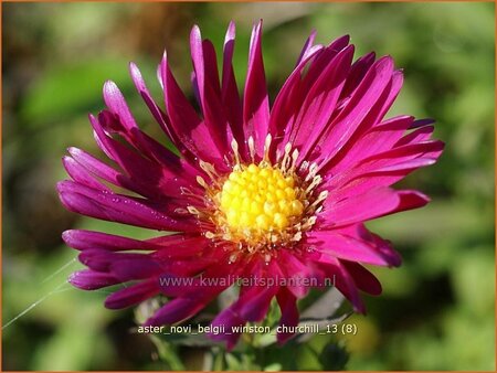 Aster novi-belgii &#39;Winston Churchill&#39;