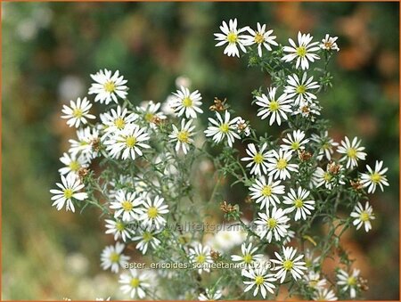 Aster ericoides &#39;Schneetanne&#39;