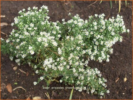 Aster ericoides &#39;Snowflurry&#39;