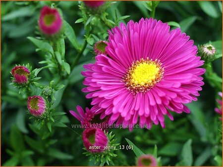 Aster &#39;Jenny&#39;