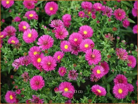 Aster &#39;Jenny&#39;