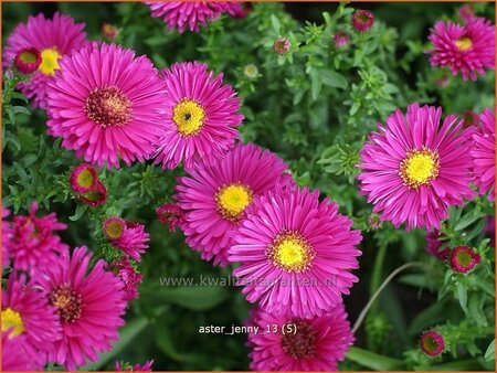 Aster &#39;Jenny&#39;