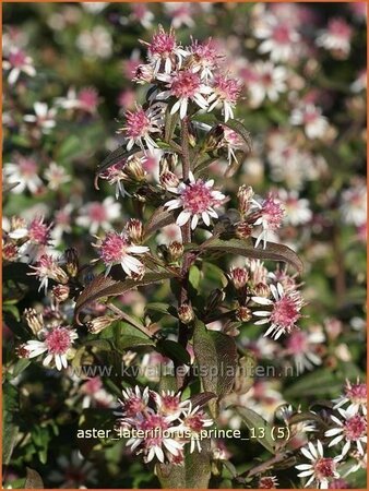 Aster lateriflorus 'Prince'