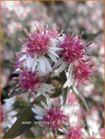 Aster lateriflorus 'Prince'