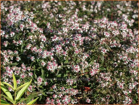 Aster lateriflorus 'Prince'