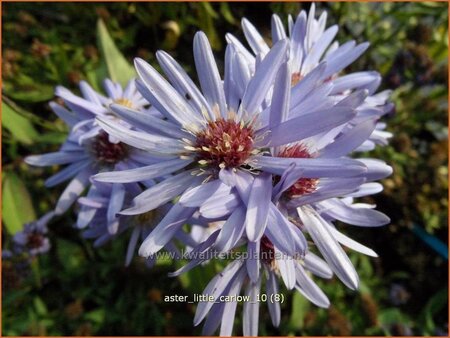 Aster &#39;Little Carlow&#39;