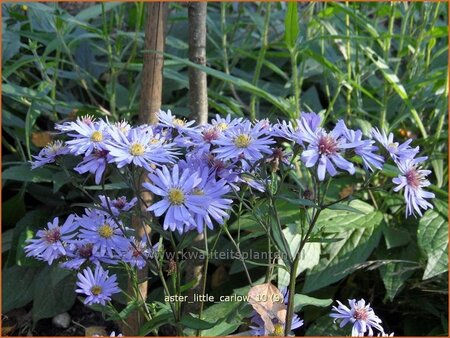 Aster &#39;Little Carlow&#39;