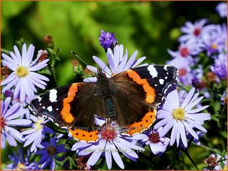 Aster &#39;Little Carlow&#39;