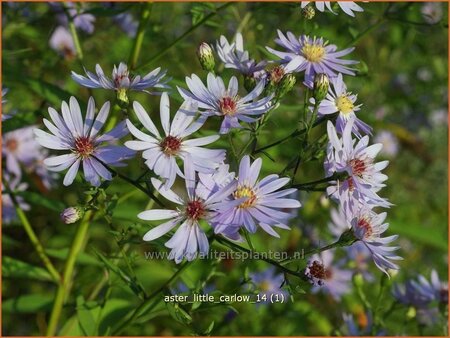 Aster &#39;Little Carlow&#39;