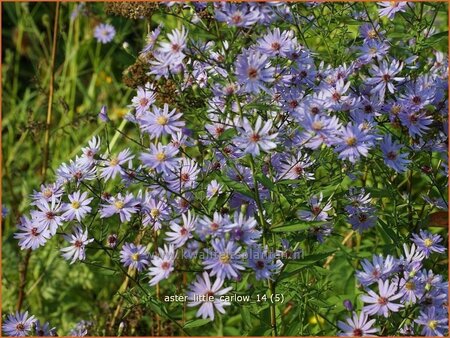 Aster &#39;Little Carlow&#39;