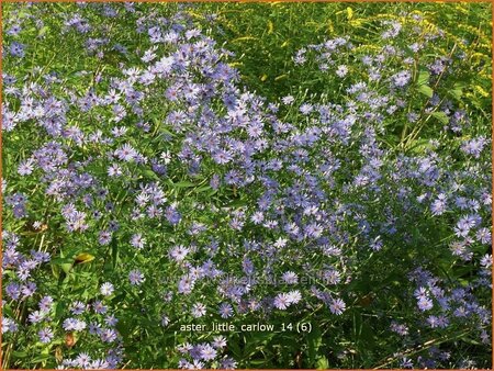 Aster &#39;Little Carlow&#39;