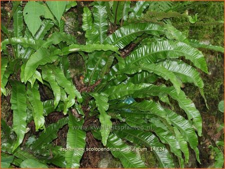 Asplenium scolopendrium &#39;Undulatum&#39;