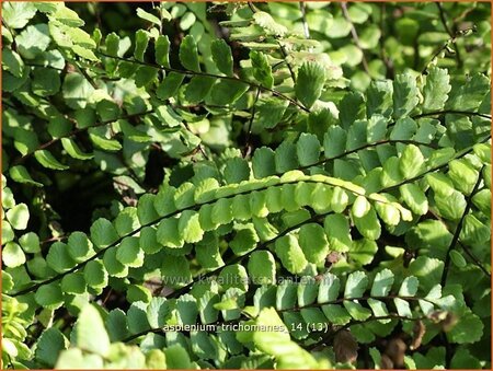 Asplenium trichomanes