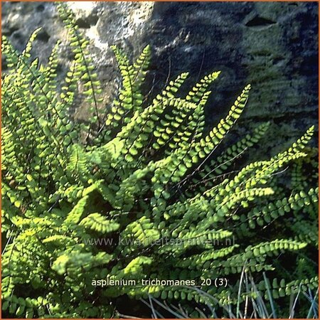 Asplenium trichomanes