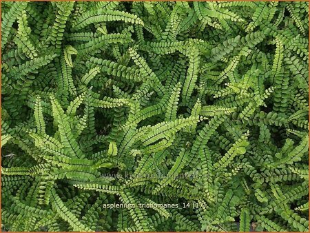 Asplenium trichomanes