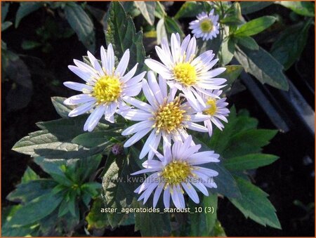 Aster ageratoides &#39;Stardust&#39;