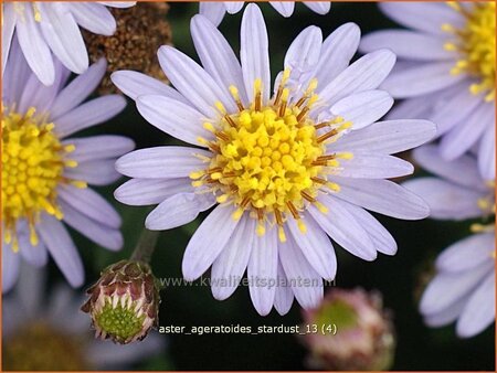 Aster ageratoides &#39;Stardust&#39;