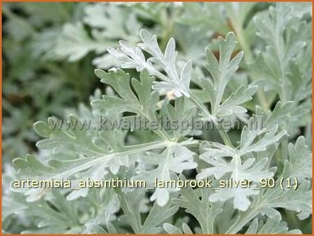 Artemisia absinthium &#39;Lambrook Silver&#39;