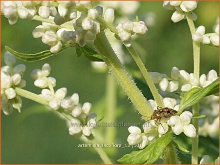 Artemisia lactiflora