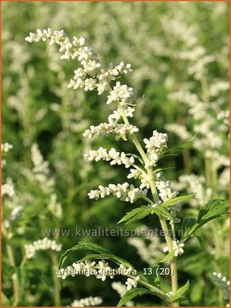 Artemisia lactiflora