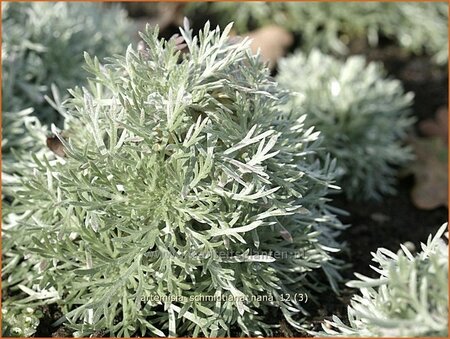 Artemisia schmidtiana &#39;Nana&#39;