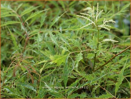 Aruncus dioicus &#39;Whirlwind&#39;