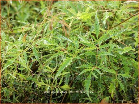 Aruncus dioicus &#39;Whirlwind&#39;