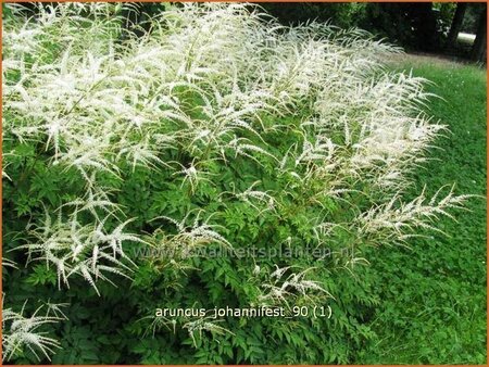 Aruncus &#39;Johannifest&#39;