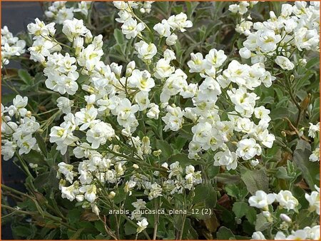 Arabis caucasica &#39;Plena&#39;