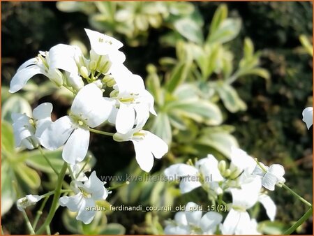 Arabis ferdinandi-coburgii &#39;Old Gold&#39;