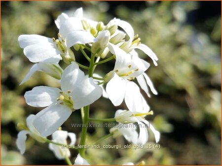 Arabis ferdinandi-coburgii &#39;Old Gold&#39;