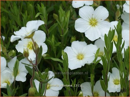 Arenaria montana