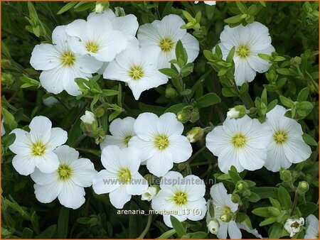 Arenaria montana