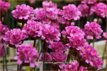 Armeria maritima &#39;Splendens&#39;