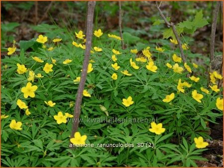 Anemone ranunculoides