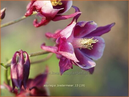 Aquilegia &#39;Biedermeier&#39;