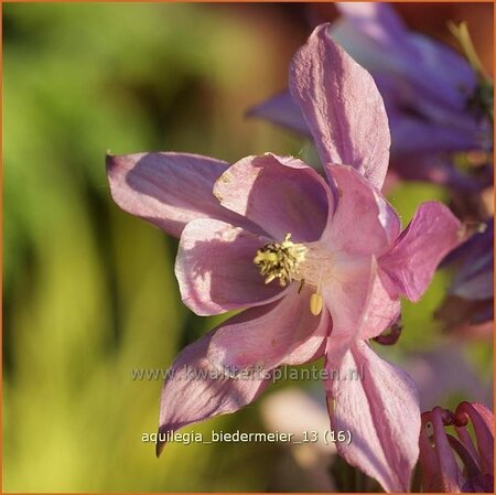 Aquilegia &#39;Biedermeier&#39;