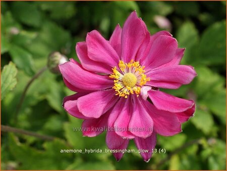 Anemone hybrida &#39;Bressingham Glow&#39;