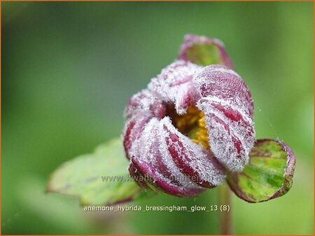 Anemone hybrida &#39;Bressingham Glow&#39;